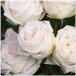 MADAME ANISETTE (hybrid tea)